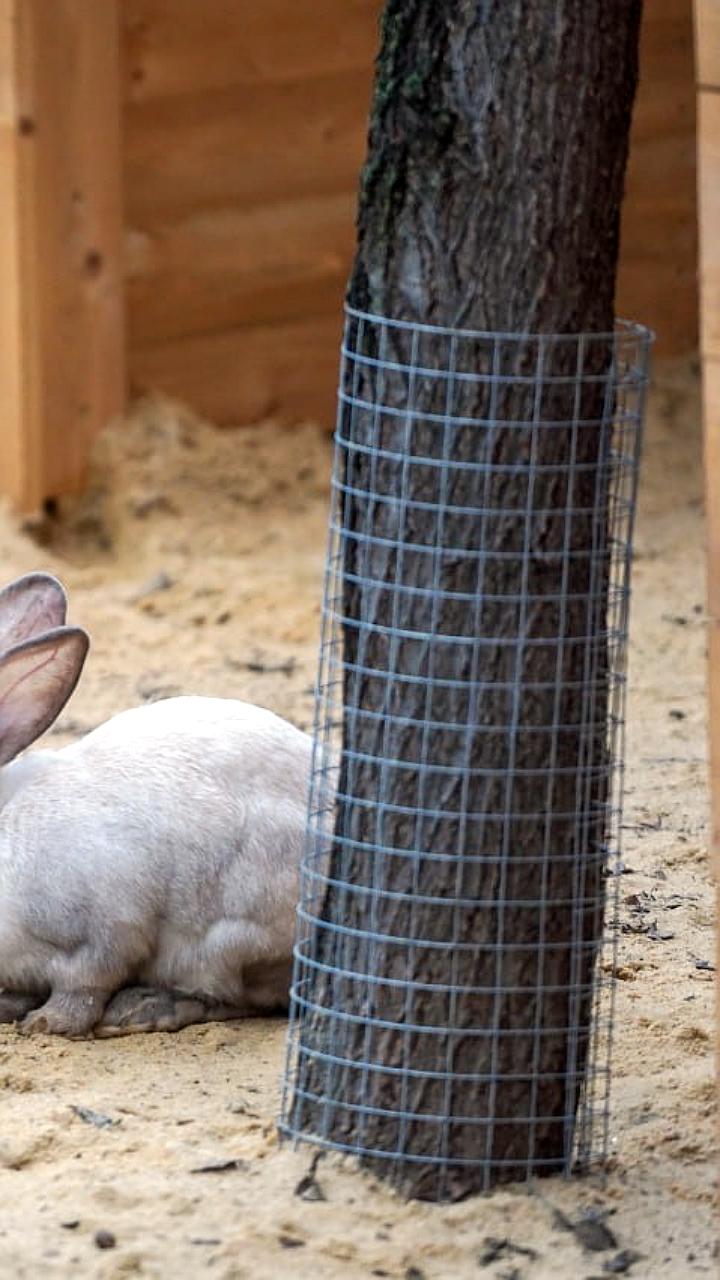 В Центральном парке Волгограда родились семь крольчат