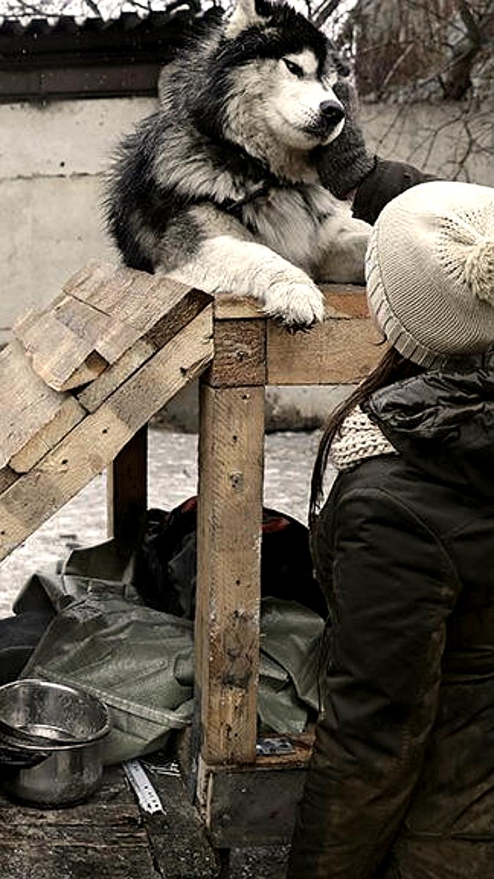 Кабмин поддержал доработку законопроекта о госрегулировании заводчиков животных