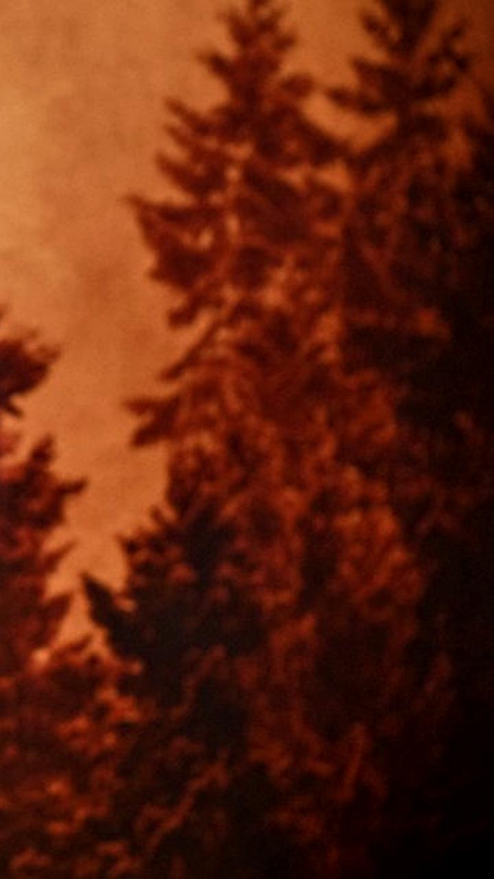 Лариса Долина отменяет новогодние концерты в Дубае на фоне скандала