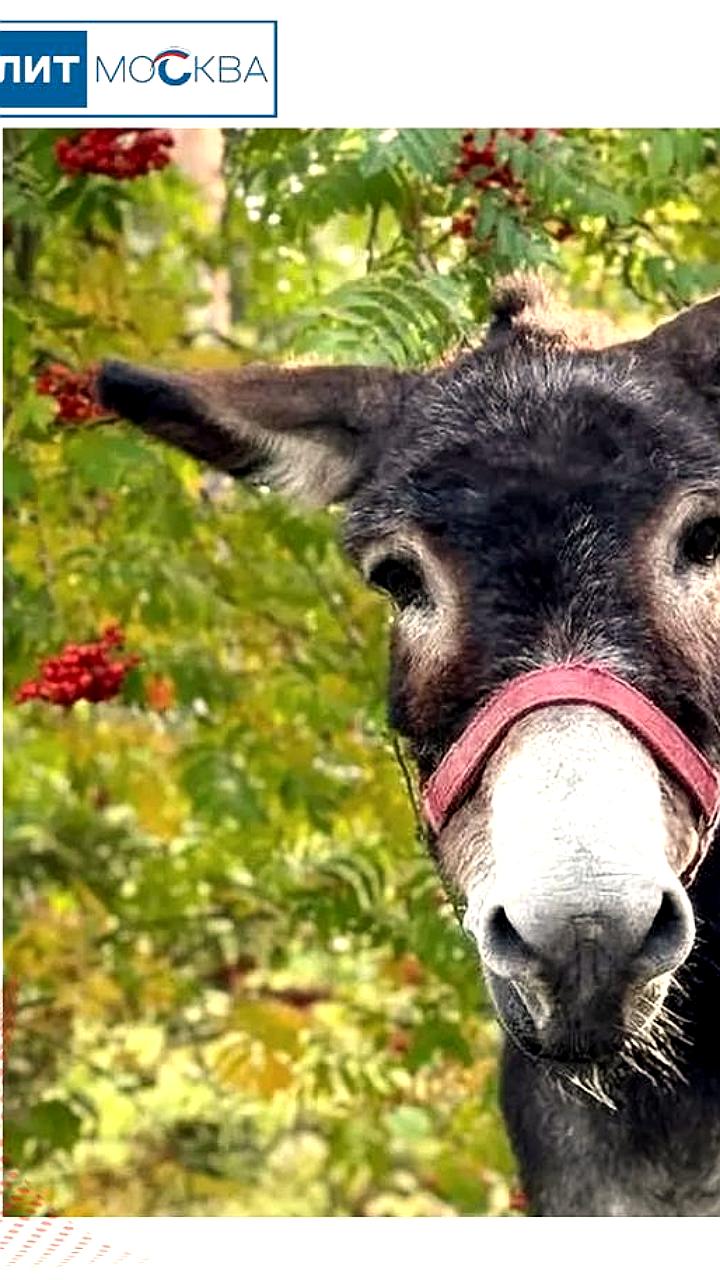 Ослик Жорик из зоны СВО адаптируется в Московском зоопарке