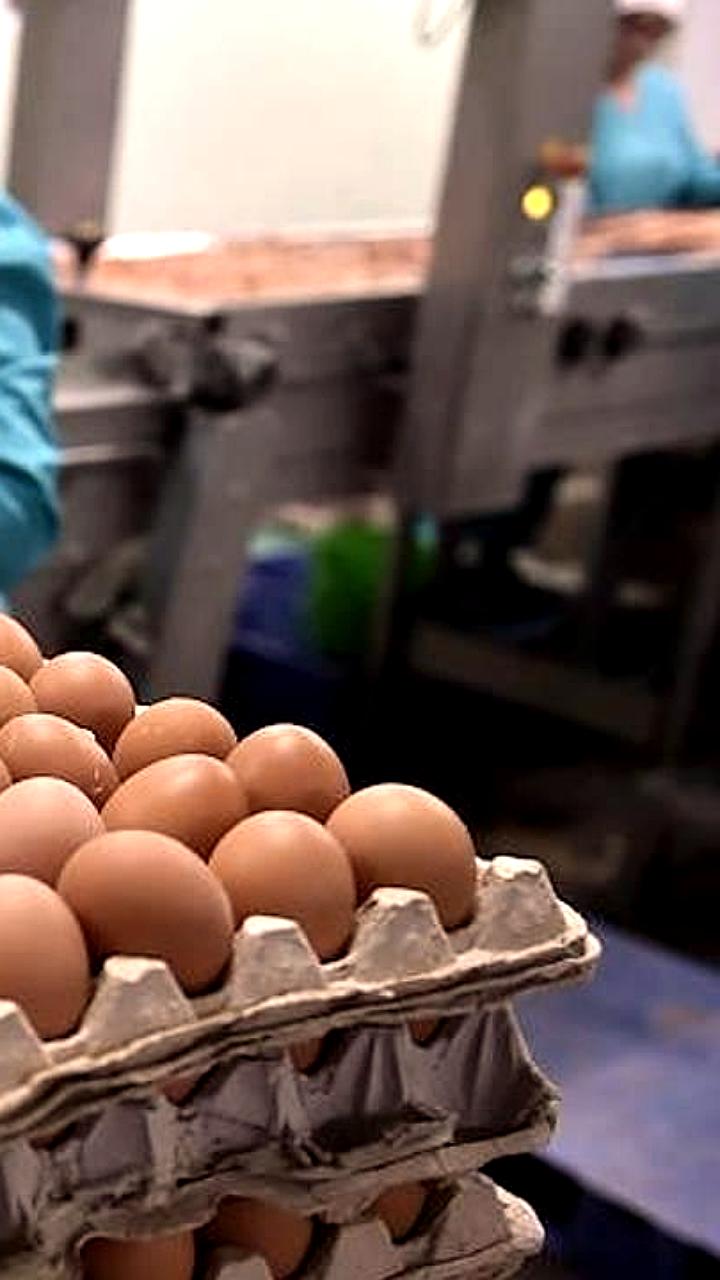 Рентабельность производства яиц в России упала до 5,5% на фоне перепроизводства