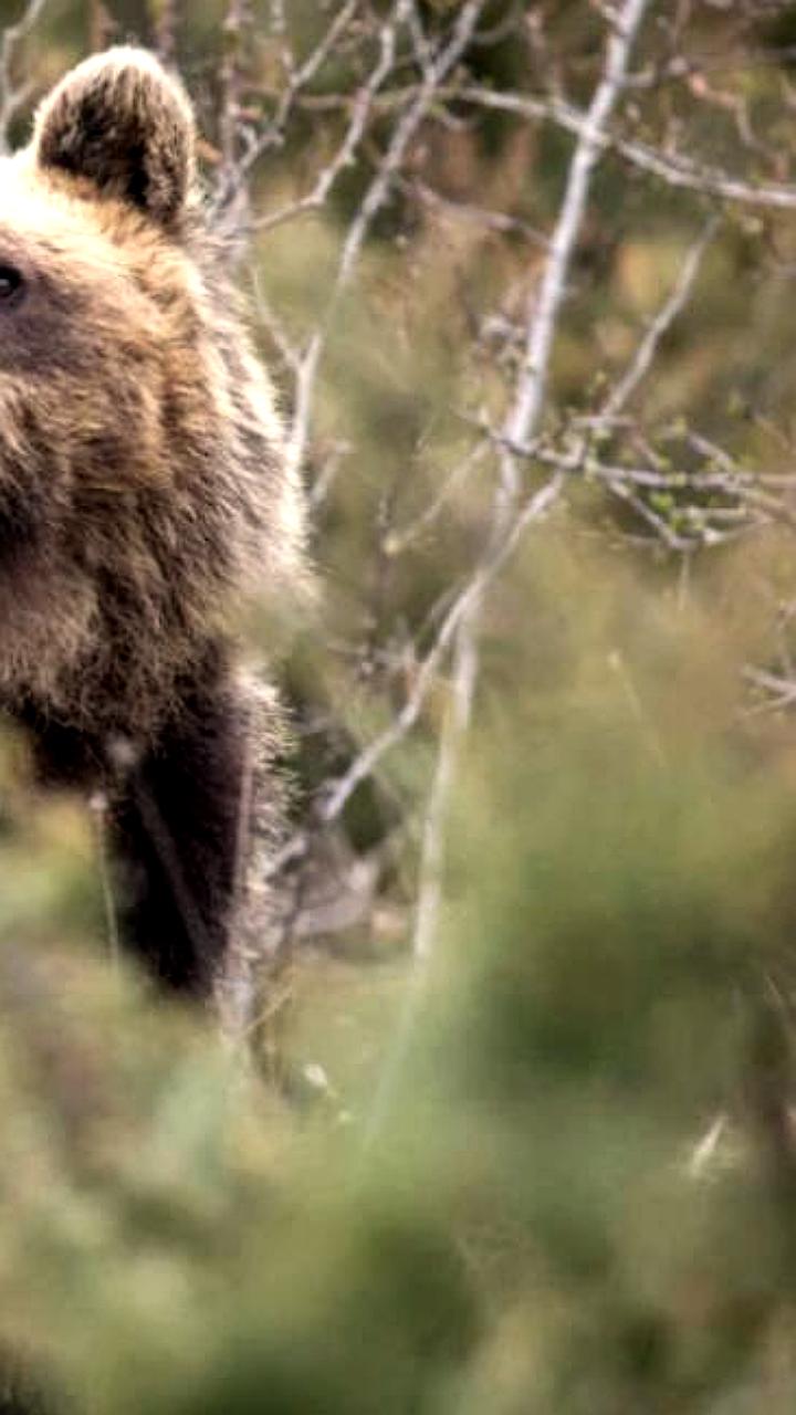 Итальянские бурые медведи адаптировались к соседству с человеком