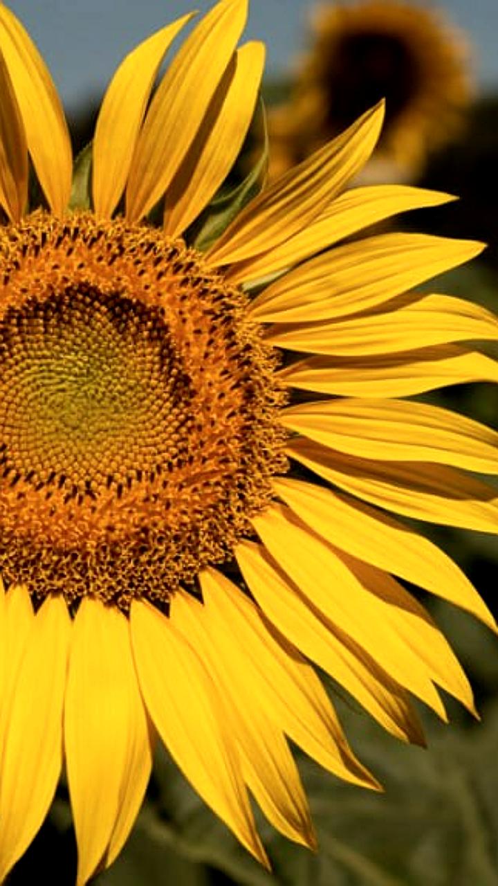 Урожай подсолнечника в Дагестане в 2025 году увеличился на 10,3% до 3,97 тыс. тонн