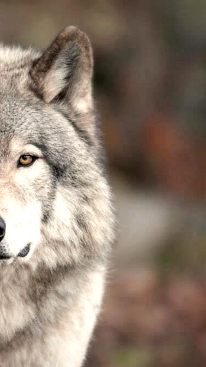 В Моздокском районе зафиксированы укусы животных, в том числе диким волком