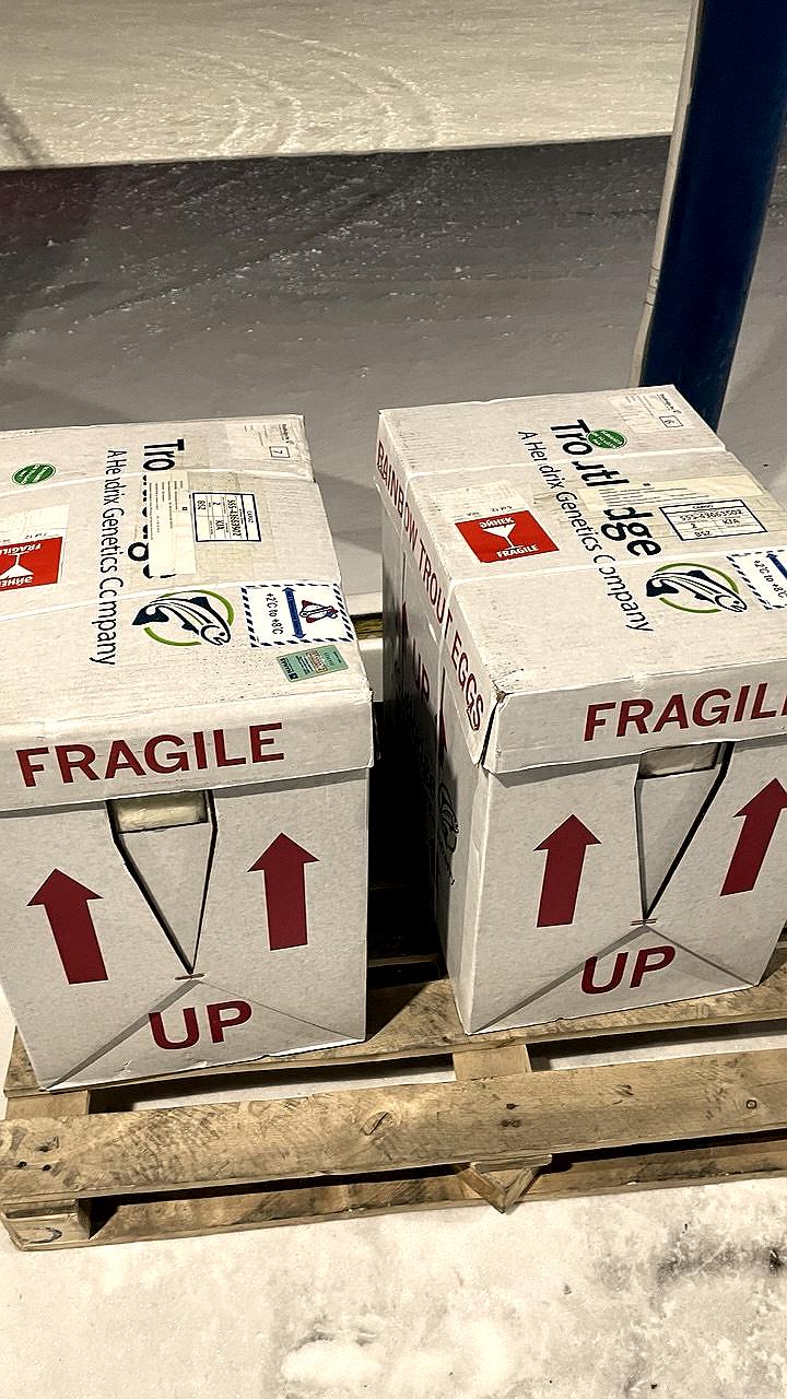 Партии племенной икры форели доставлены в Красноярский край и Калининградскую область