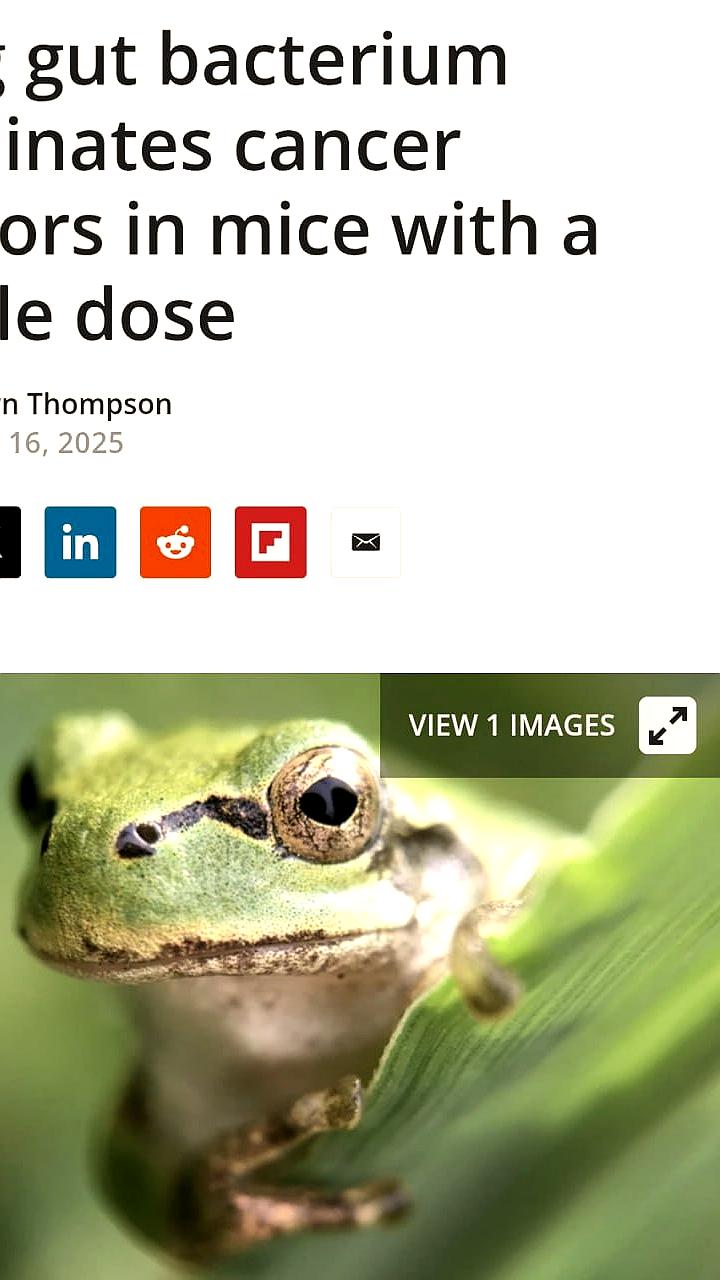 Бактерия из кишечника лягушки демонстрирует эффективность в лечении рака у мышей