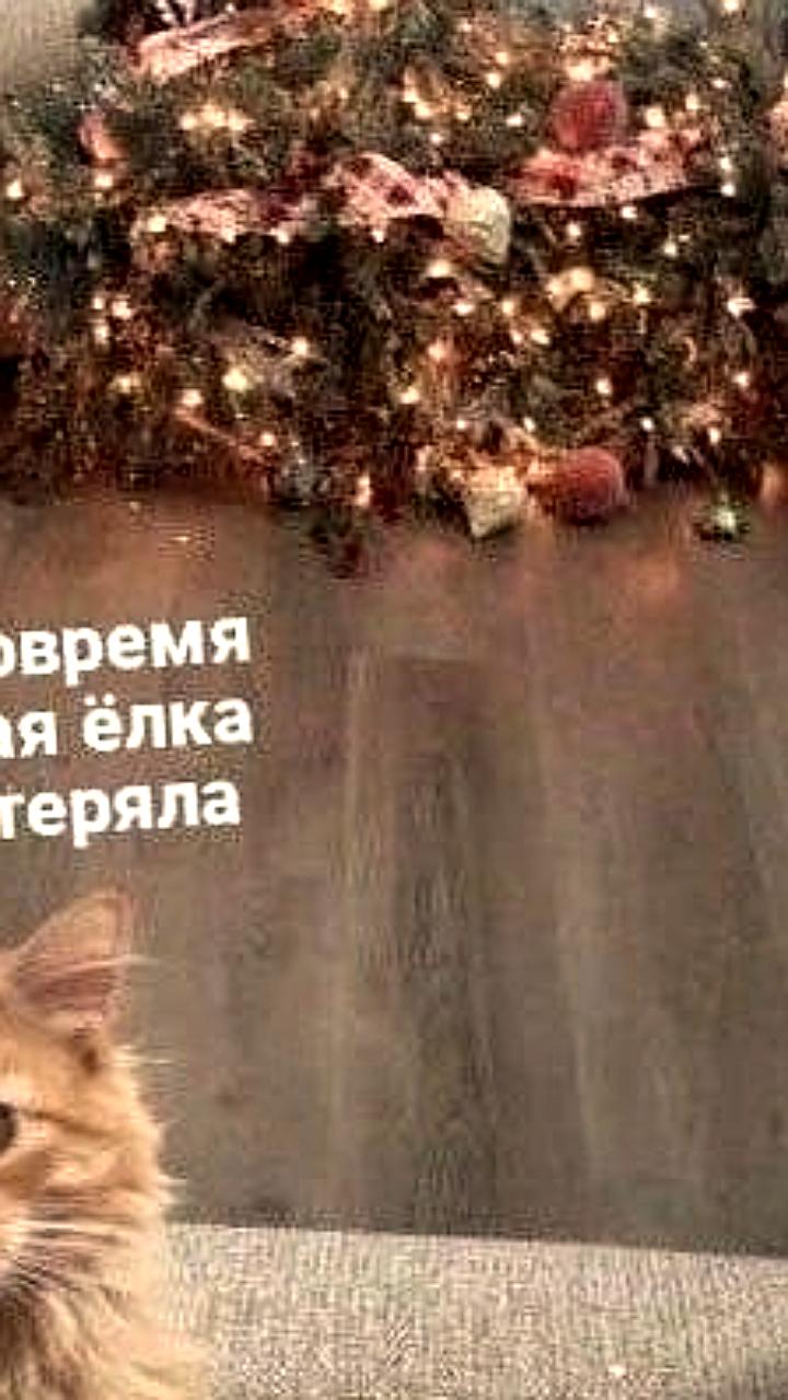 Советы ветеринара по безопасности котов в Новый год