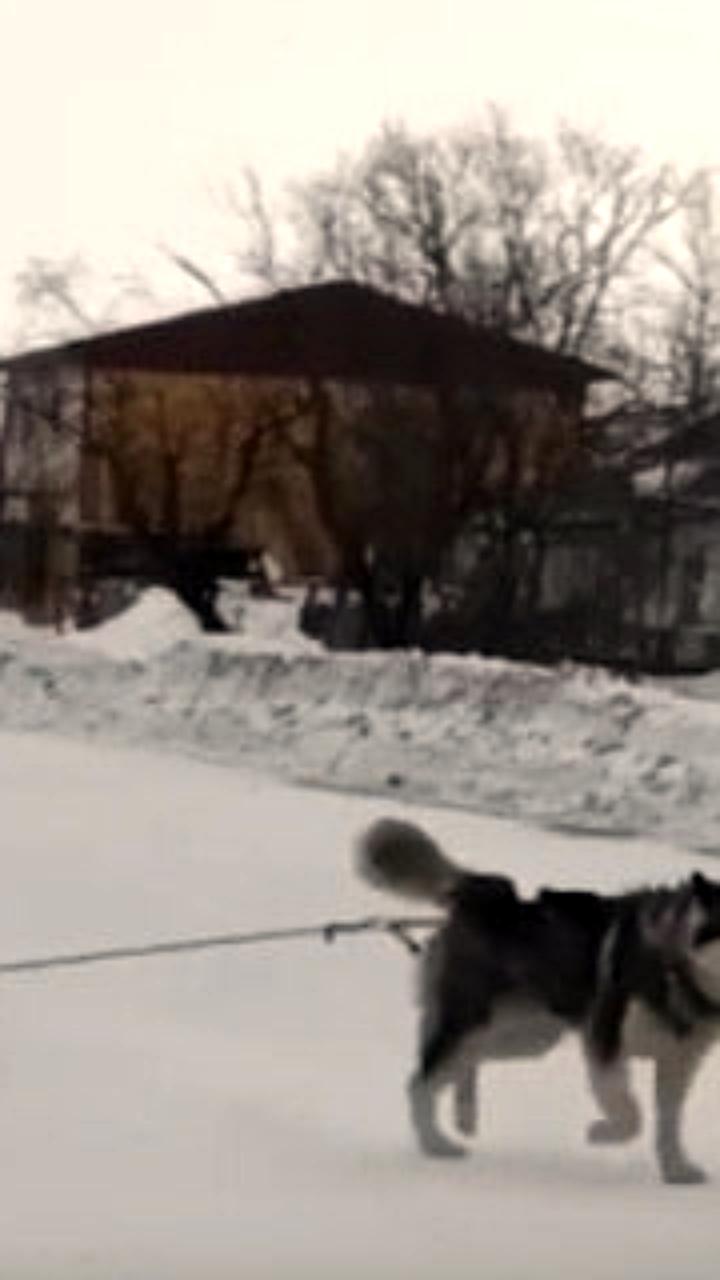 Священник Отец Андрей использует собачью упряжку для общения с детьми в Эвенске