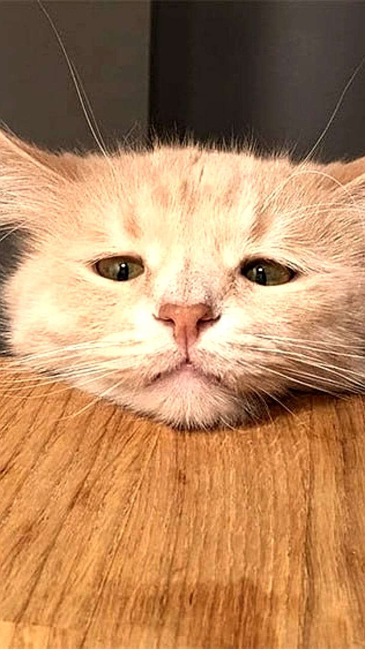 Барнаул отметит Новый год без фейерверка