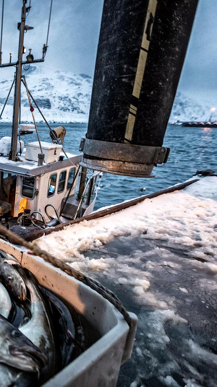 Россия и Норвегия согласовали условия рыболовства в экономической зоне
