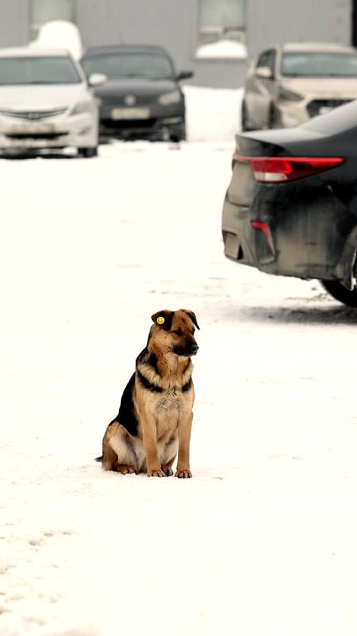 В Татарстане разрабатывают законопроект для контроля над бродячими собаками на фоне нападений