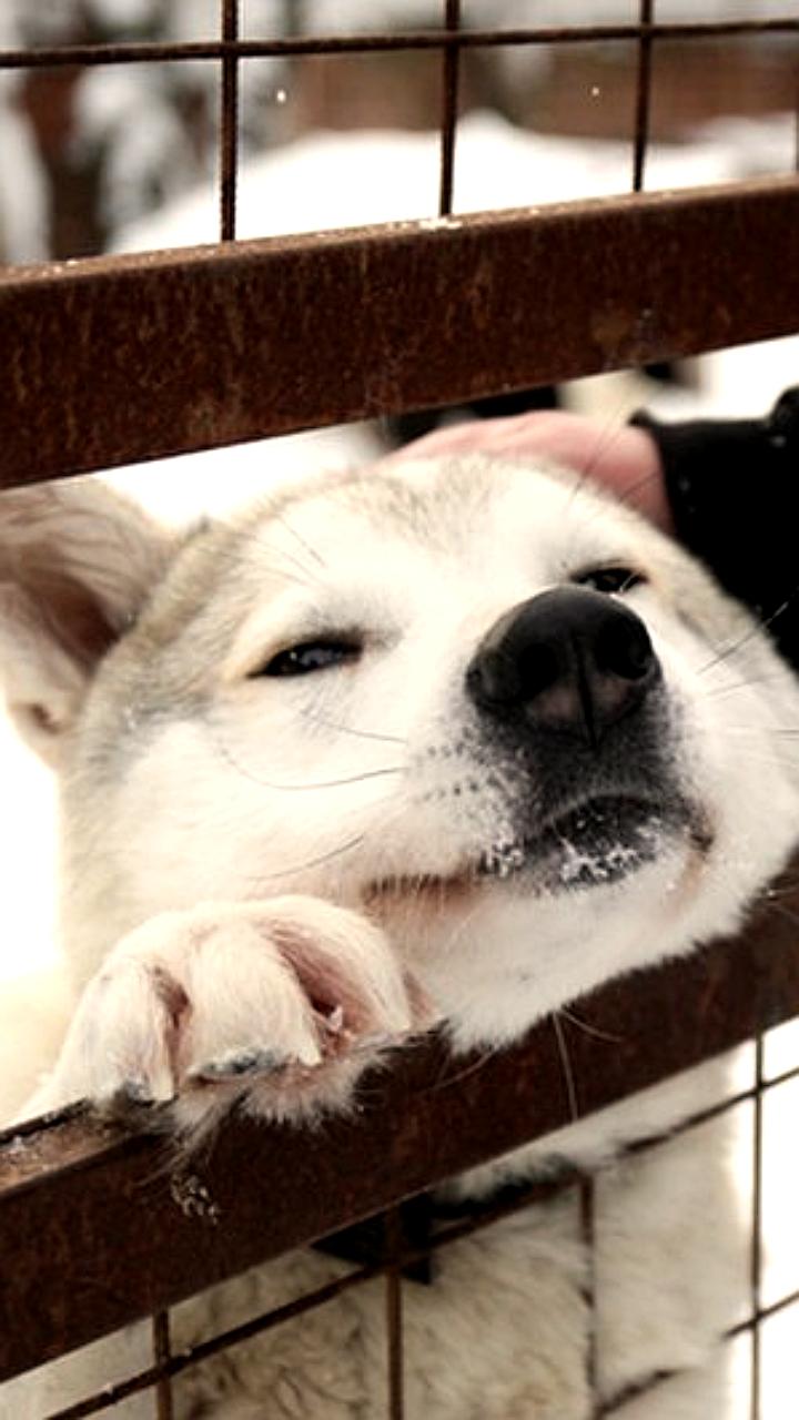 Благотворительные акции помощи бездомным животным пройдут в Череповце и Ростове