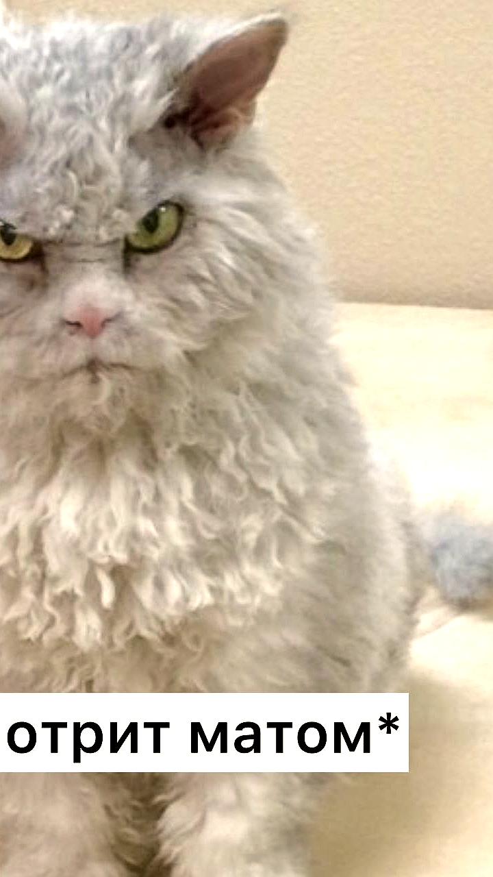 Ученые из Университета Кила выяснили, что ругань повышает выносливость на 11%