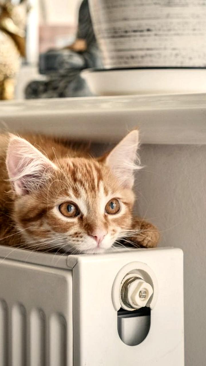 Госдума обсуждает законопроект о налоговом вычете на ветеринарные услуги