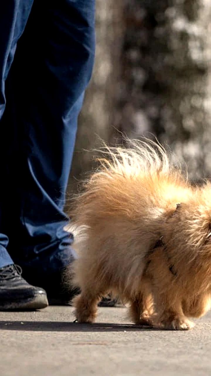 Немецкий шпиц возглавил рейтинг самых популярных пород собак в России в 2025 году