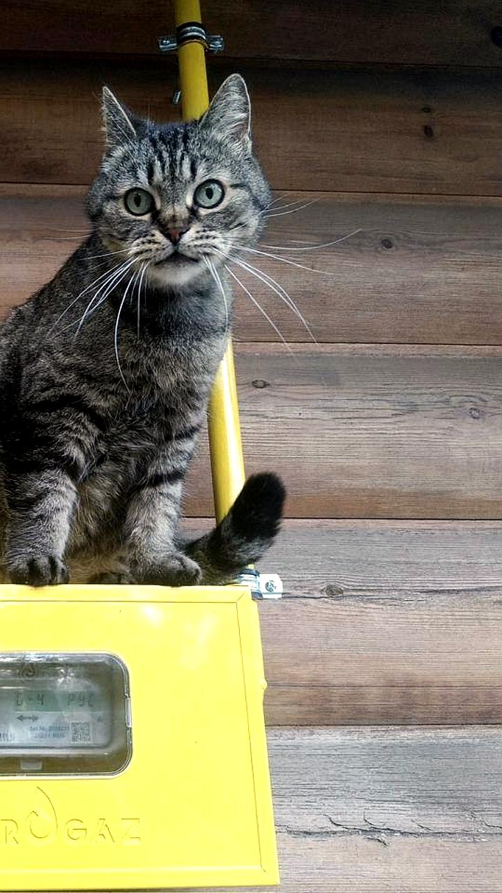 В Дагестане стартует программа цифрового учёта газа для предприятий