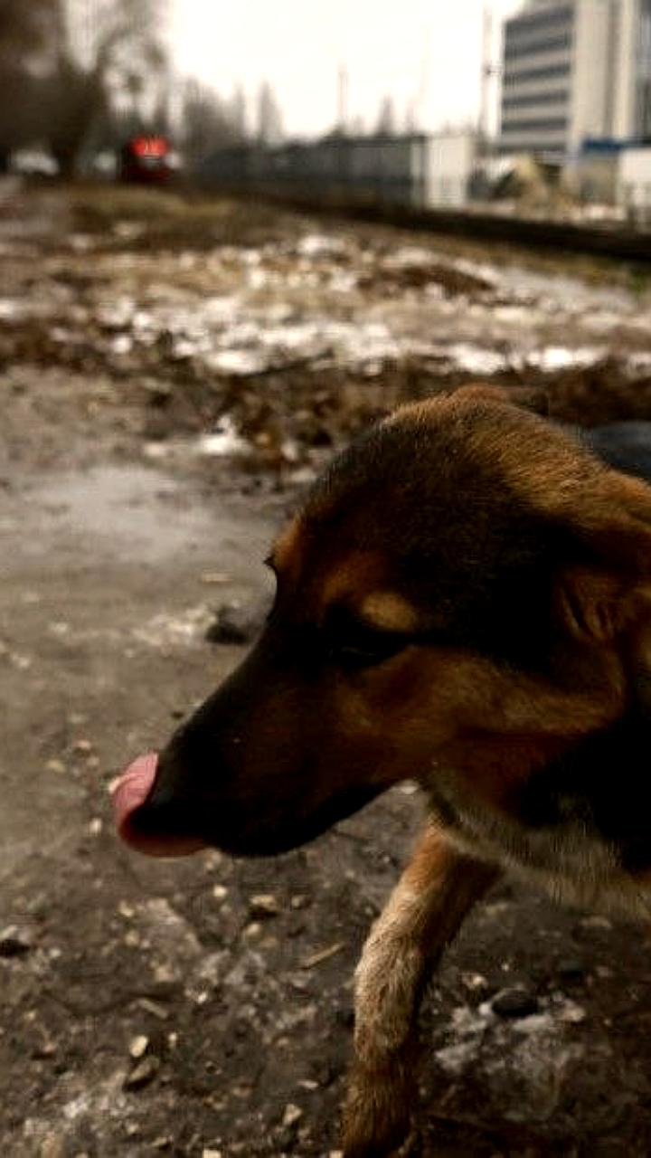 Казань выделит 40,6 млн рублей на отлов и стерилизацию собак в 2026 году