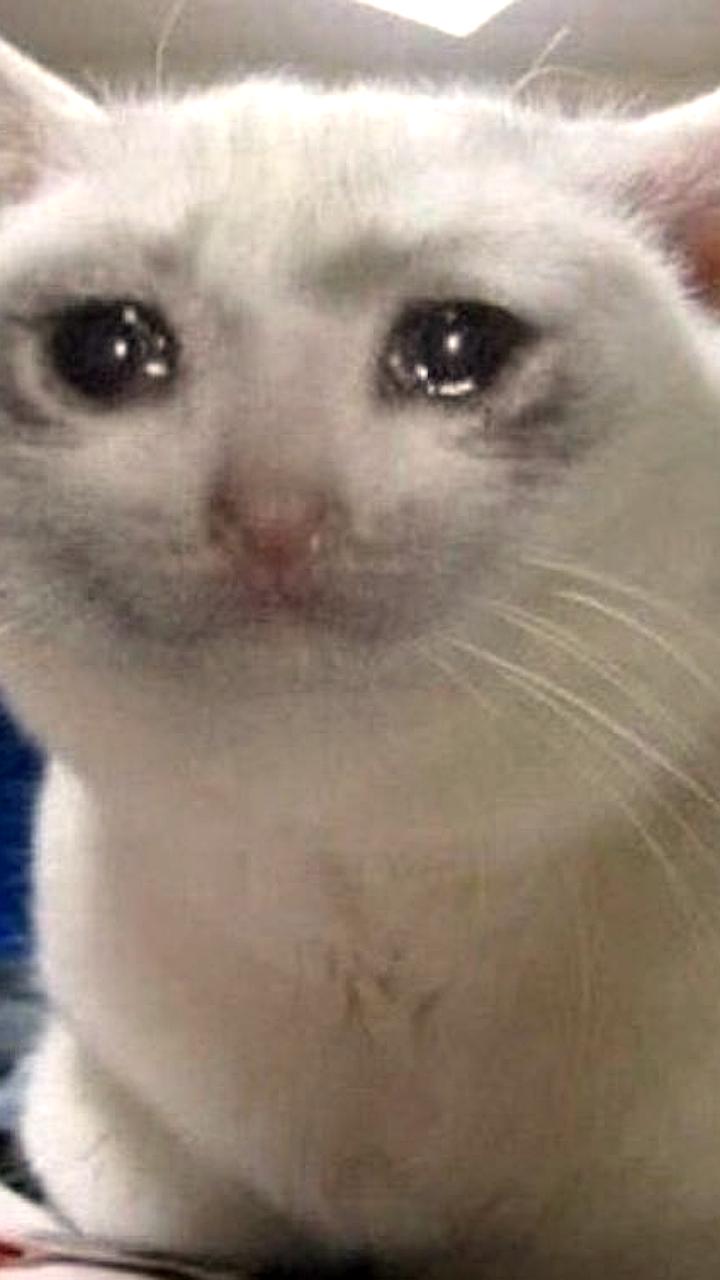 Москвич подал на банкротство из-за долгов на лечение кота