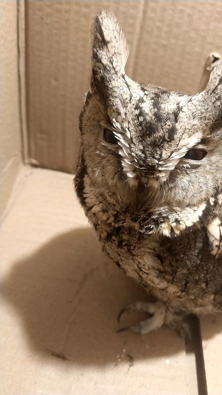 В Приморье выхаживают сову с черепно-мозговой травмой после ДТП