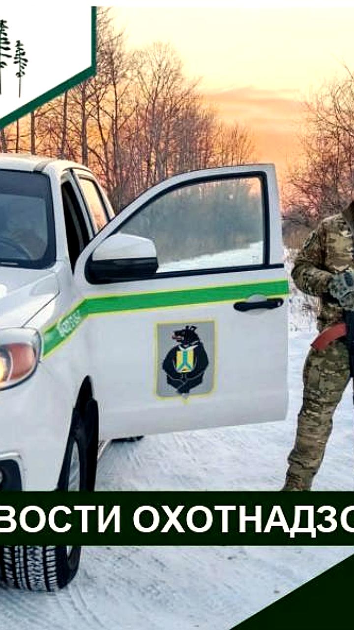 Отлов амурского тигра с огнестрельным ранением в Хабаровском крае