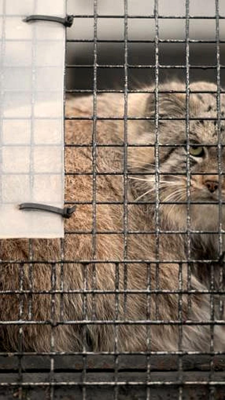 Манулу Шу из Ленинградского зоопарка подыскали невесту из Барнаула