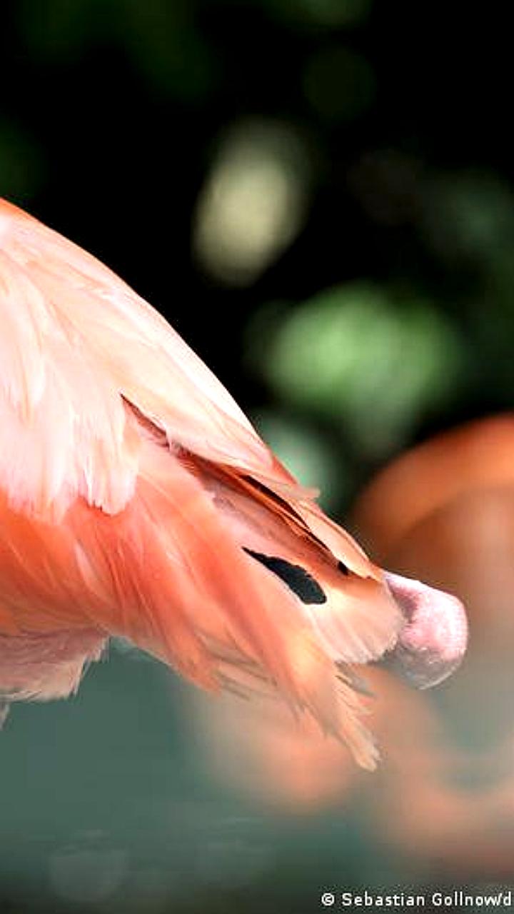 Фламинго замечено в Ульме: загадочный мигрант привлек внимание местных жителей