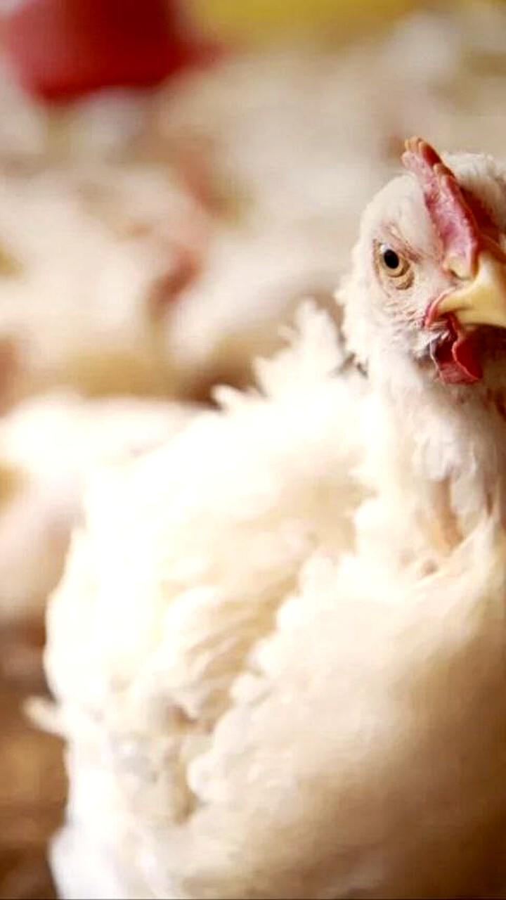 В Хабаровском крае начнется строительство агрокомплекса по производству мяса птицы