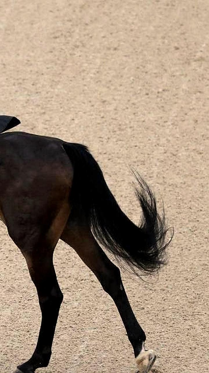 FEI разрешает юниорам из России и Белоруссии выступать с национальной символикой с 2026 года