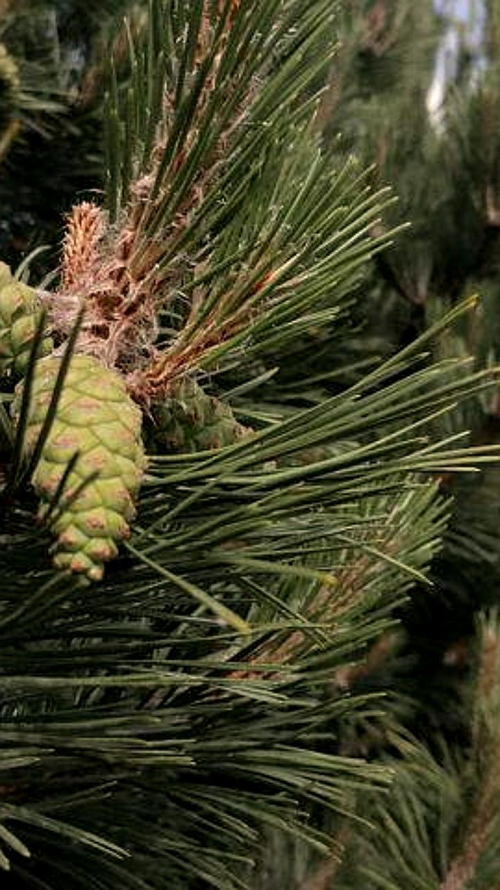 В Ленобласти стартовала акция по бесплатной рубке ёлок