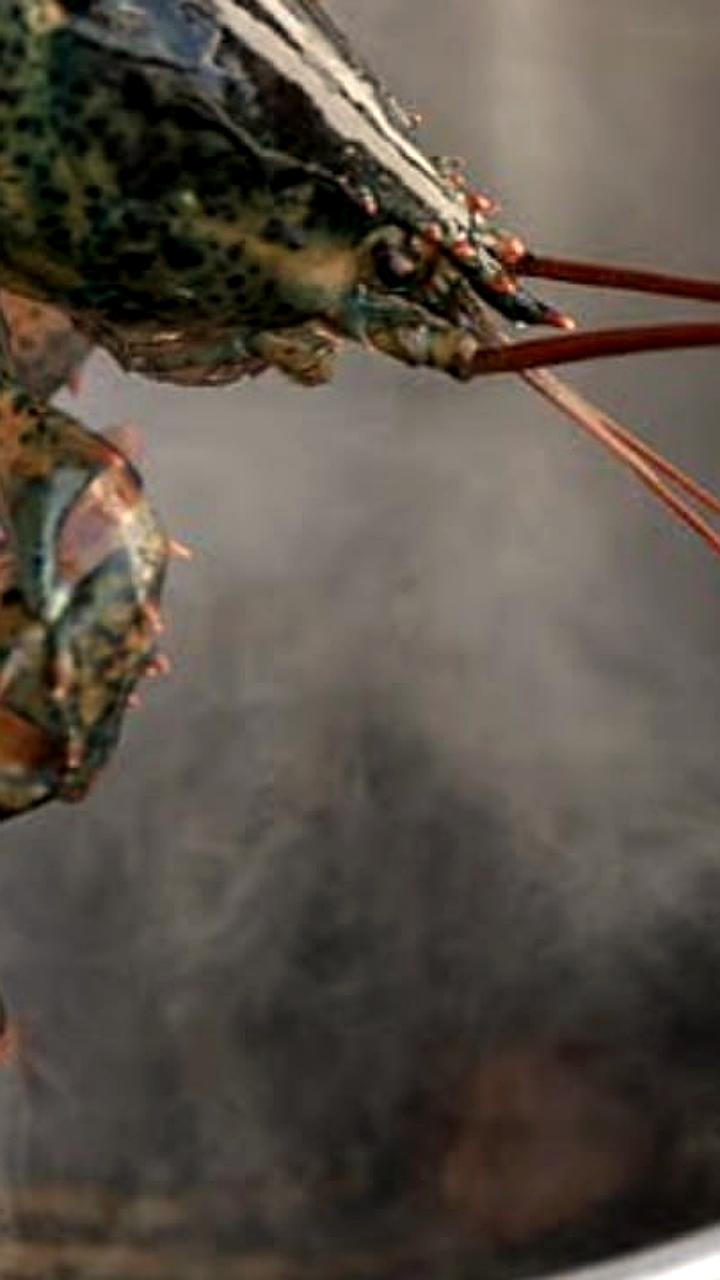 Англия вводит запрет на варку живых лобстеров и крабов