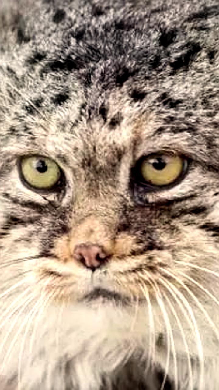 В Забайкалье опубликована новая Красная книга, посвященная 170 редким животным