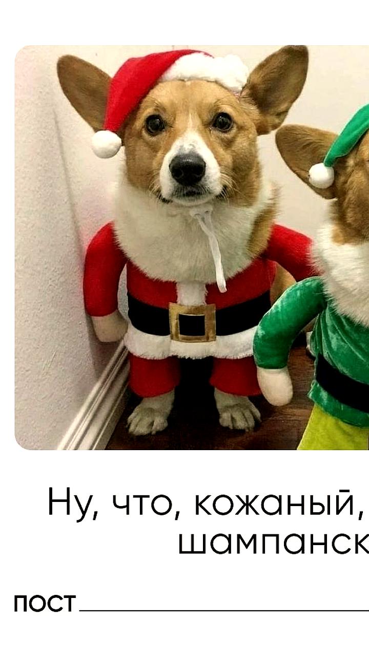 Россияне готовятся к Новому году, покупая шампанское для собак и вино для кошек