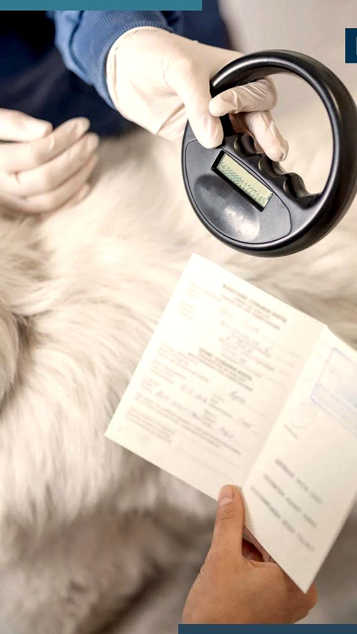 Правительство поддержало законопроект о маркировке домашних животных и их учете