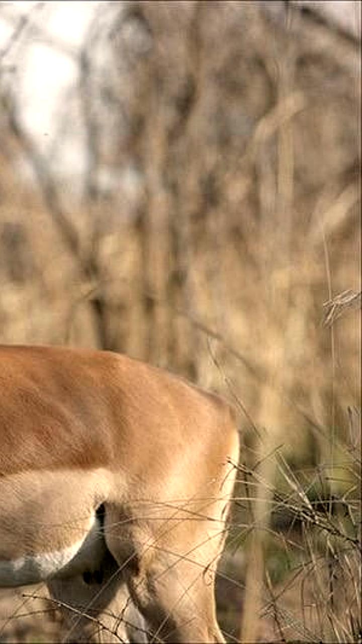 Дзеренам обеспечен безопасный возврат в исторические ареалы в Забайкалье