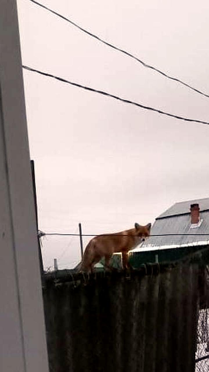 Жители Прионежского района и Шиловского района сталкиваются с нашествием диких животных