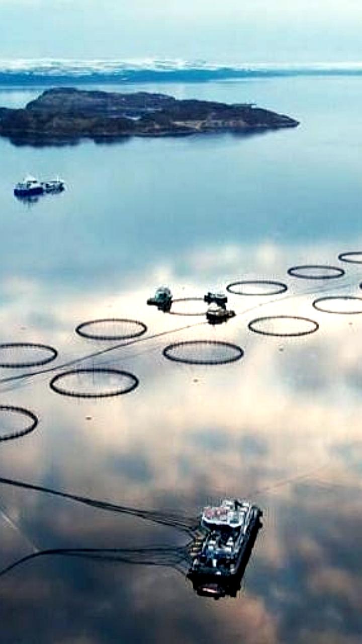 ВАРПЭ предлагает создать реестр недобросовестных участников рыбоводных аукционов