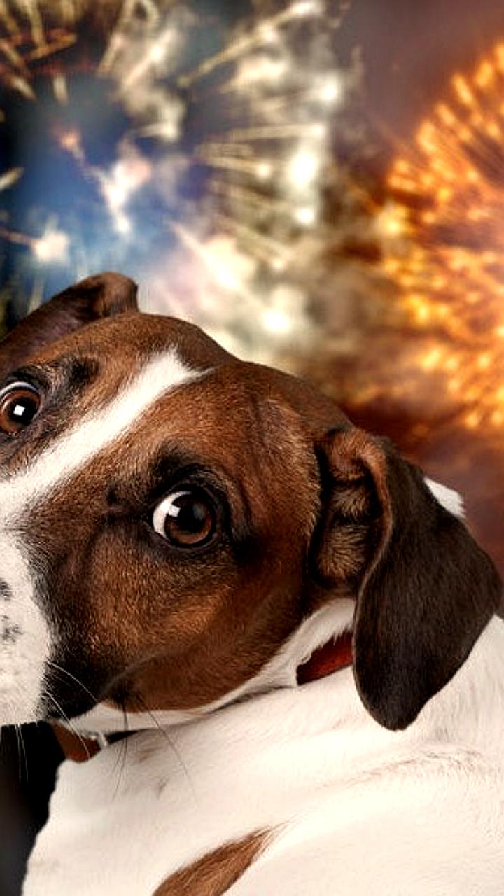 В новогодние праздники в России ожидается рост потерь домашних животных