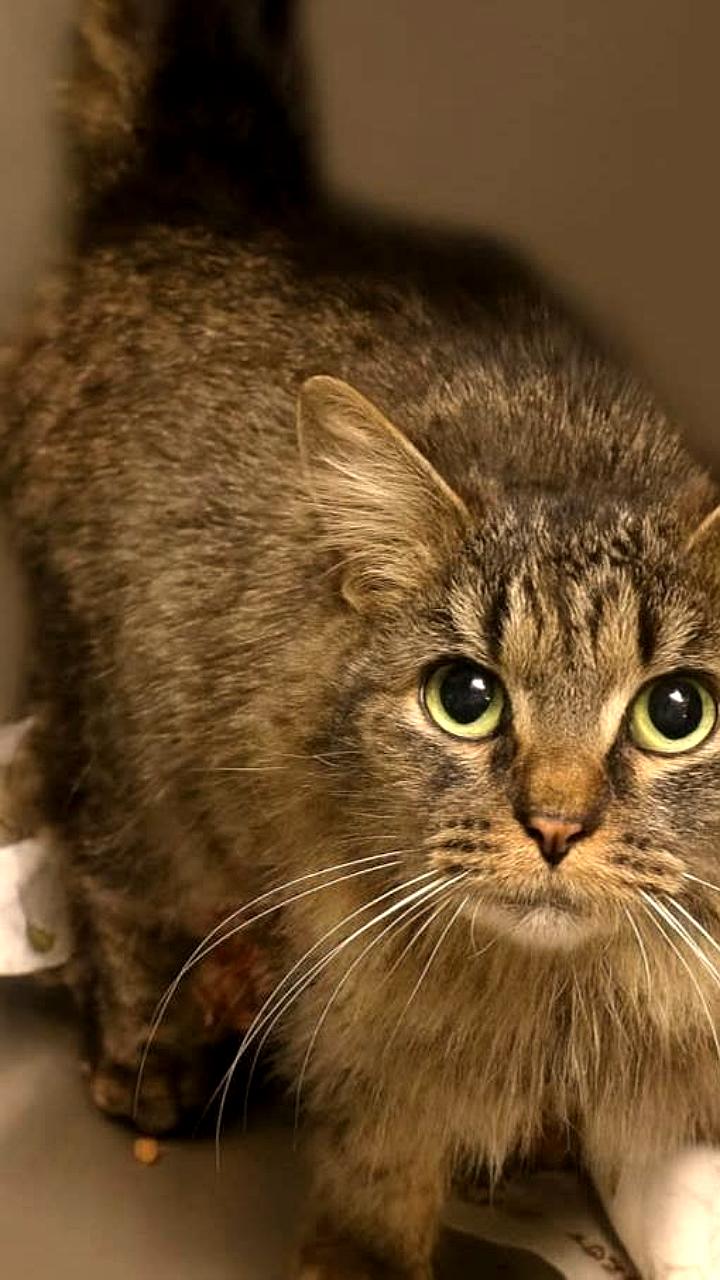 Кошка Габби вернулась к хозяевам спустя 443 дня после урагана Хелен