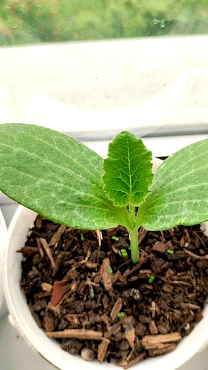 В Калининградской области введён режим ЧС в сельском хозяйстве из-за неблагоприятных погодных условий