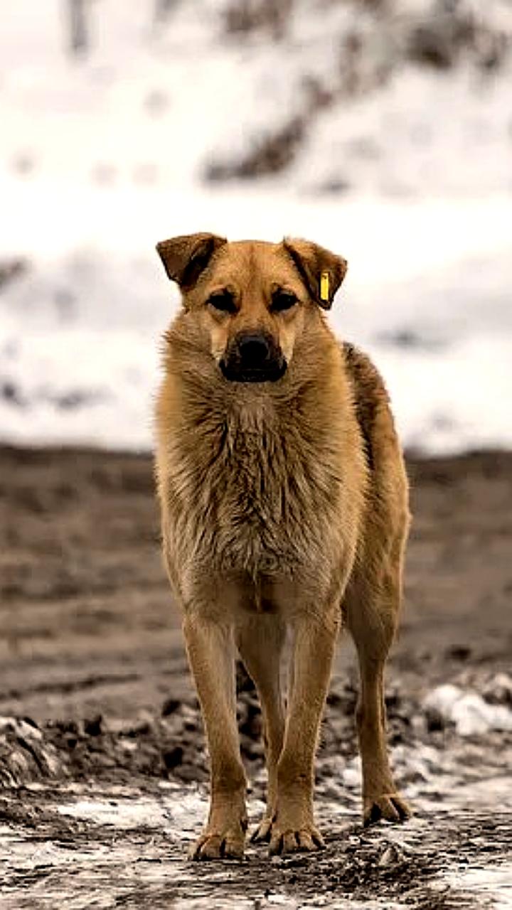 В Калужской области приняты поправки в закон о безнадзорных животных