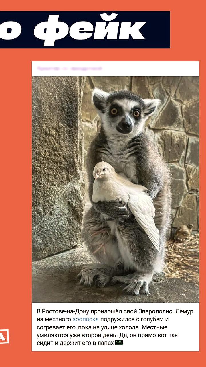 Лемур и голубь: необычная дружба в ростовском зоопарке