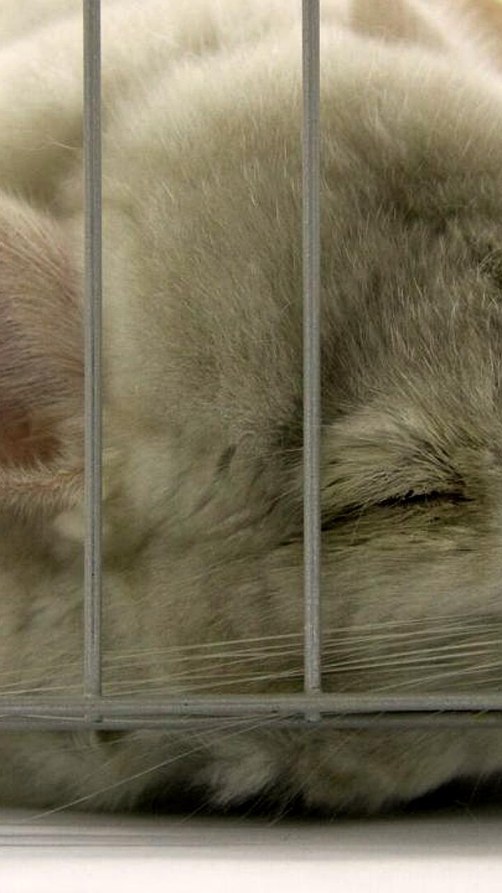 Суд запретил продажу шиншилл в интернете из-за их охраны