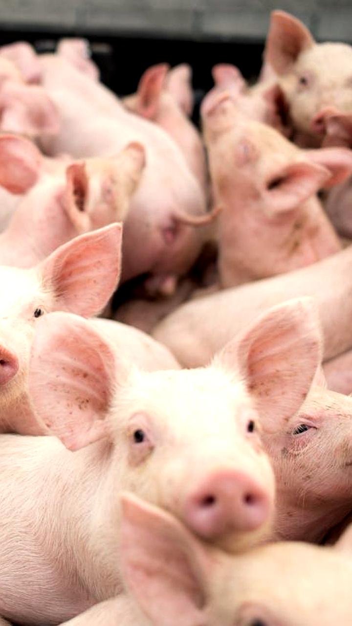 Российская свиноводческая продукция получила доступ на рынок Филиппин