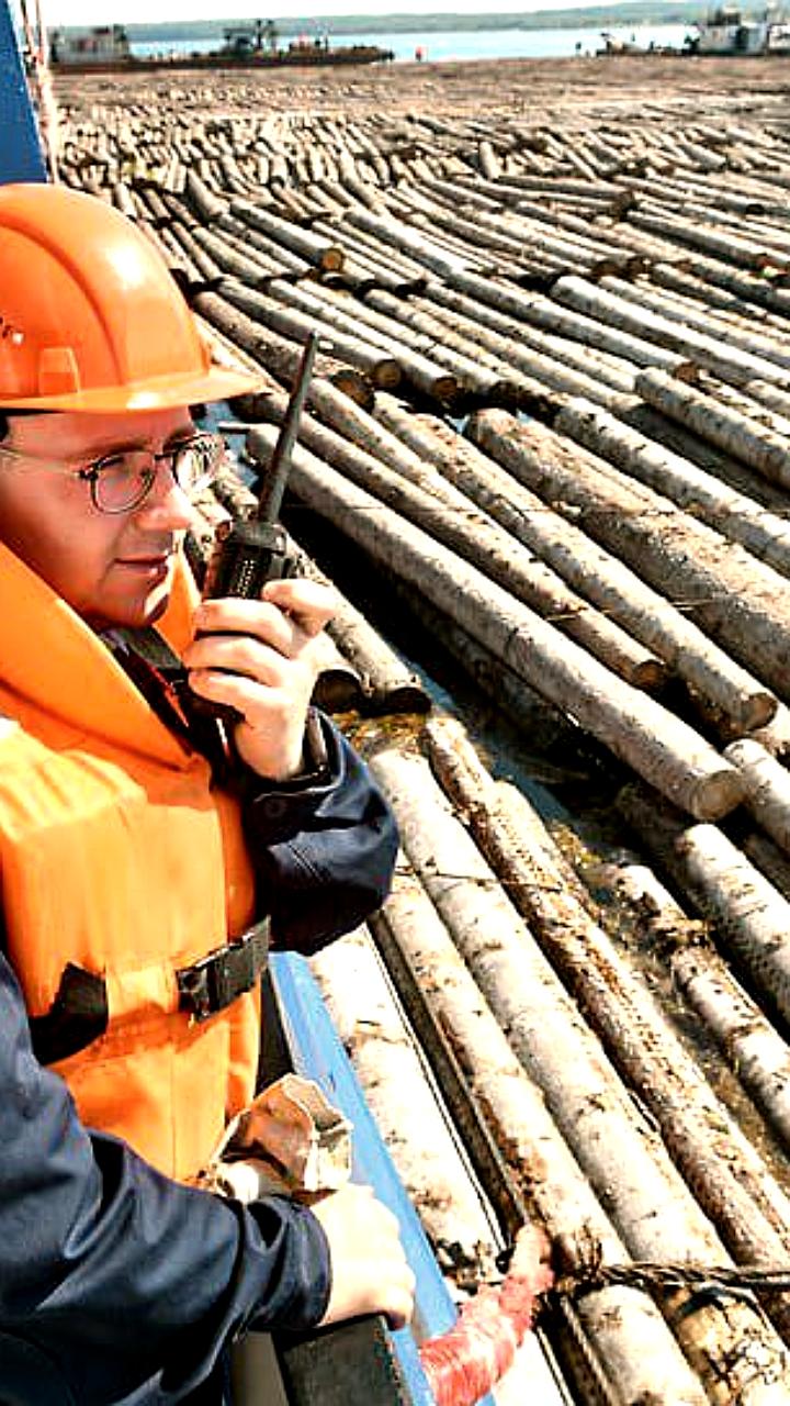 Россия рассматривает антикризисные меры для лесопромышленного комплекса