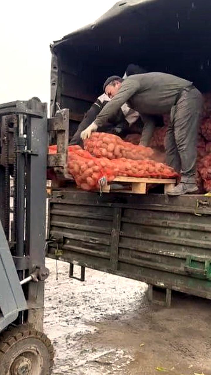 Челябинская область устанавливает рекорды по урожаю картофеля в 2025 году