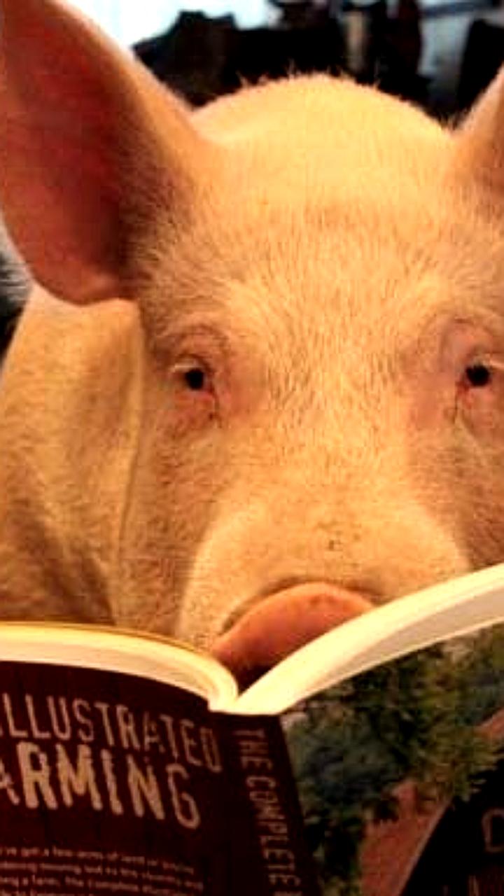 Украинская беженка покинула британский колледж после предложения изучать русский язык