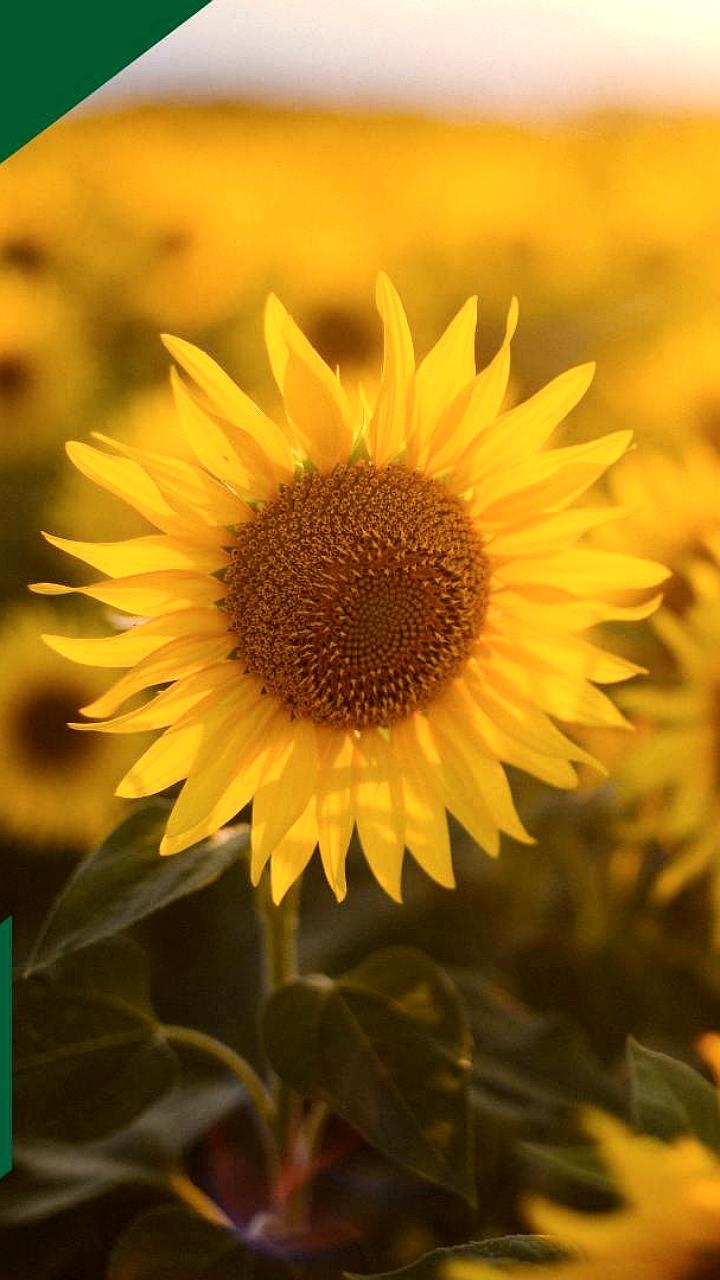 Повышение пошлины на экспорт подсолнечного масла в России с января 2026 года