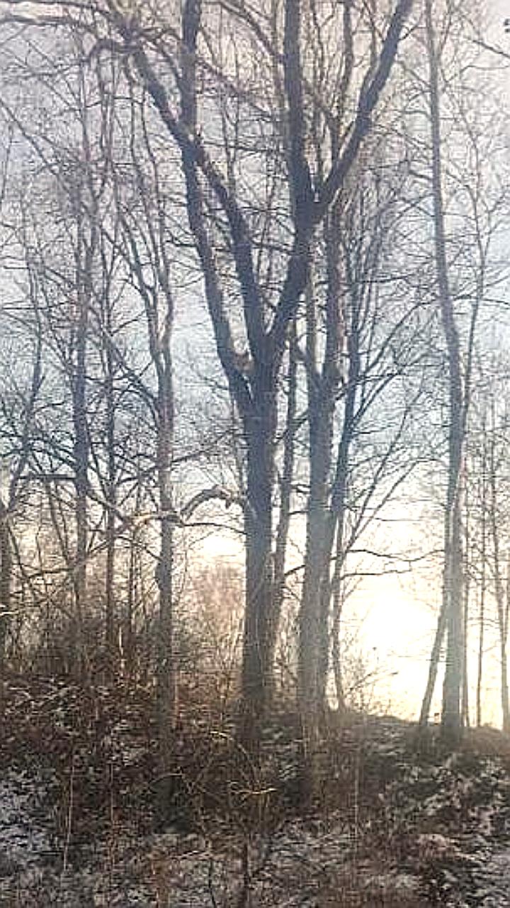 Необычное поведение лисицы зафиксировано в Серышевском округе