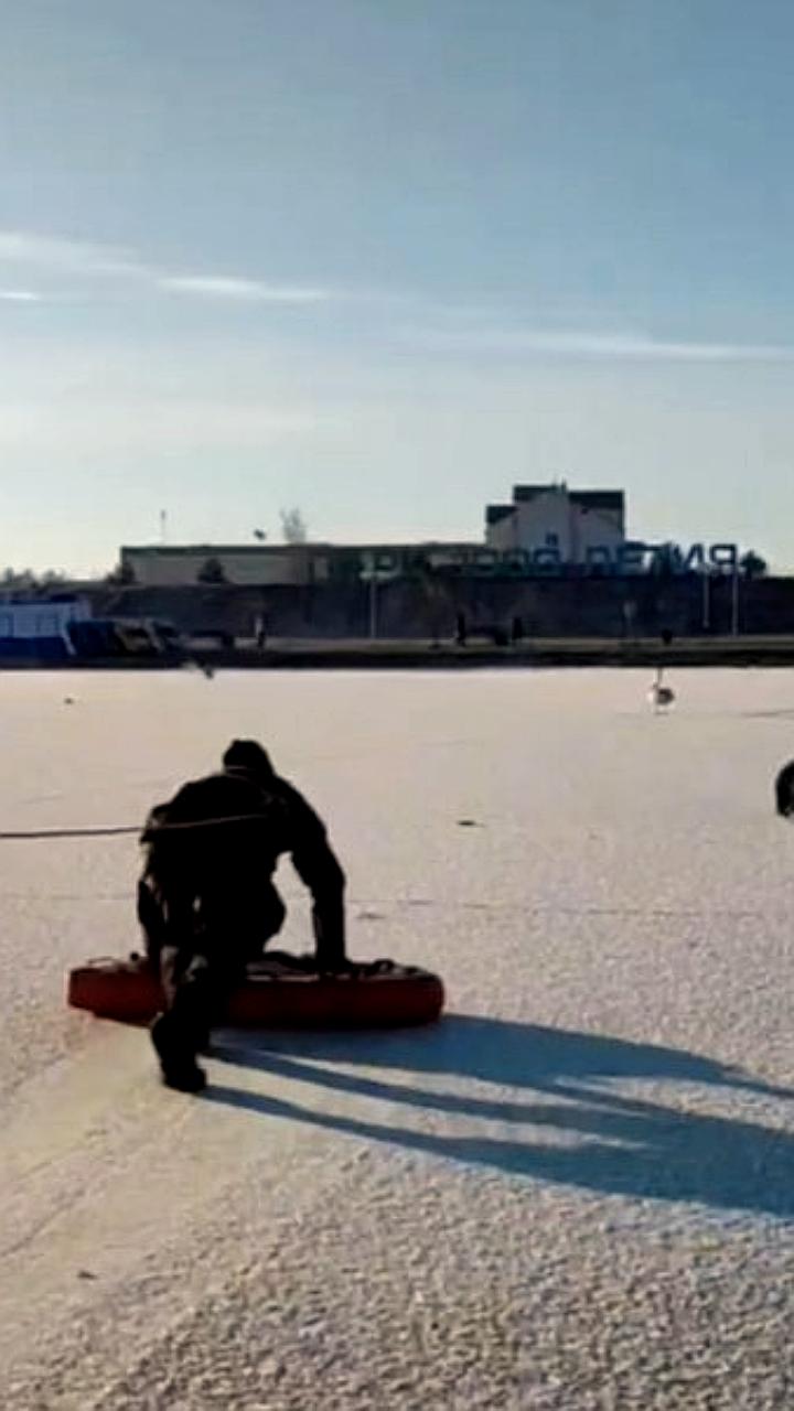 Водолазы Витебска проверили лебедей, застрявших во льду, но помощь не понадобилась