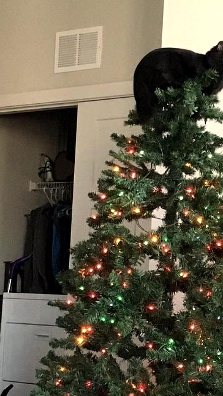 Самарцы продолжают украшать елки советскими игрушками, сохраняя семейные традиции